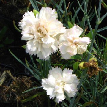 Dianthus plumarius Devon Cream - Grasanjer