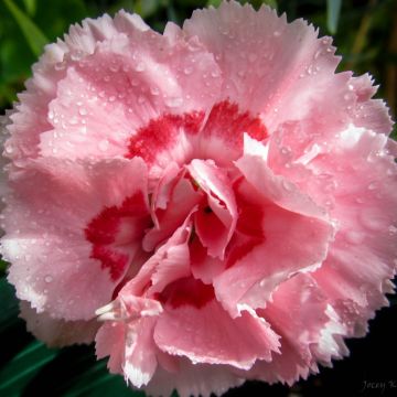 Grasanjer Doris - Dianthus plumarius