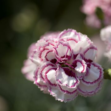 Dianthus plumarius Grans Favourite - Grasanjer