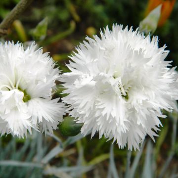 Grasanjer Haytor Wit - Dianthus plumarius