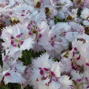 Dianthus plumarius Ine - Grasanjer