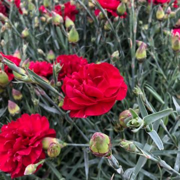 Dianthus plumarius Passion Hot Red - Grasanjer