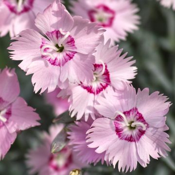 Dianthus spiculifolius - Anjer