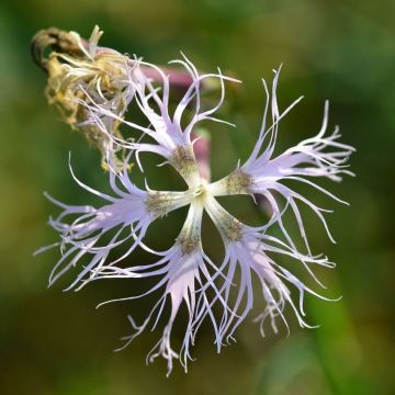 Dianthus superbus - Prachtanjer
