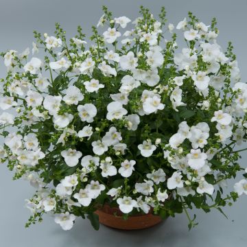 Diascia Breezee Plus Wit - Elfenspoor