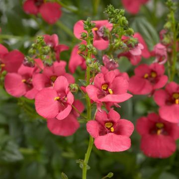 Diascia Genta Ruby (plugplanten) - Elfenspoor