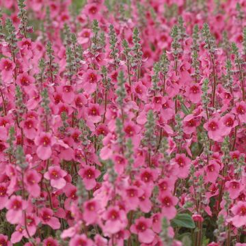Diascia fetcaniensis - Elfenspoor