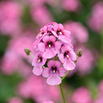 Diascia personata - Elfenspoor