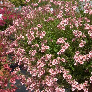 Diascia vigilis - Elfenspoor
