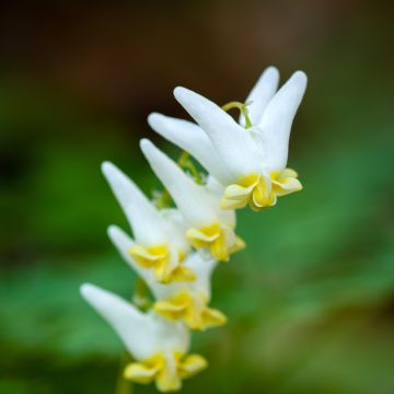 Dicentra cucullaria - Gebroken hartje
