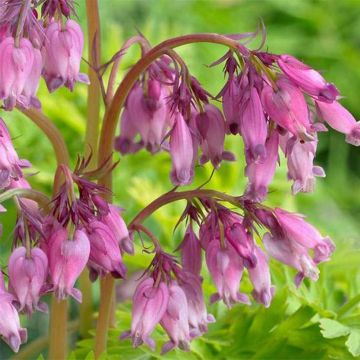 Dicentra formosa Spring Gold - Gebroken hartje