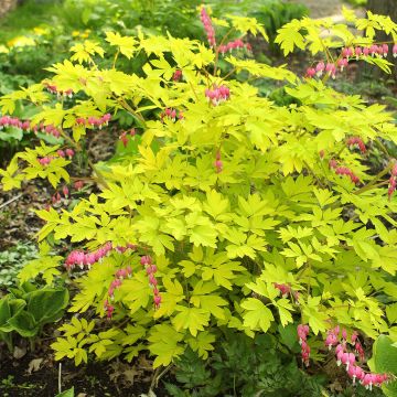 Dicentra spectabilis Goldheart - Gebroken hartje