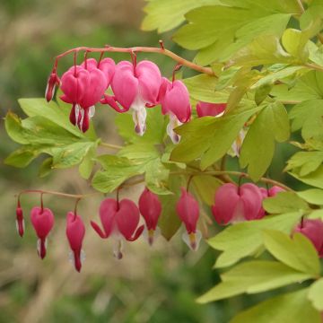 Dicentra spectabilis Yellow Leaf - Gebroken hartje