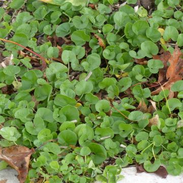 Dichondra repens - Niergras