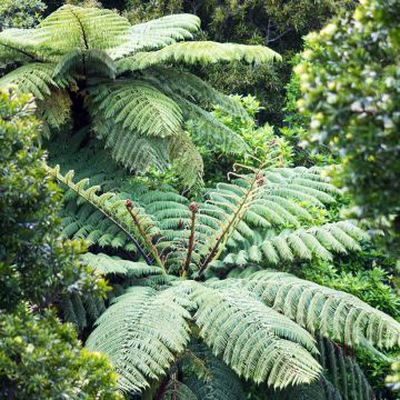 Dicksonia squarrosa - Gouden boomvaren
