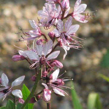 Dictamnus albus - Vuurwerkplant