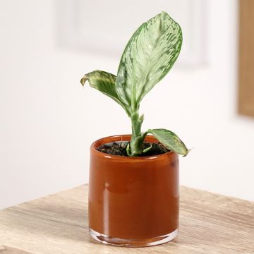 Dieffenbachia Tropic Snow - Domme riet