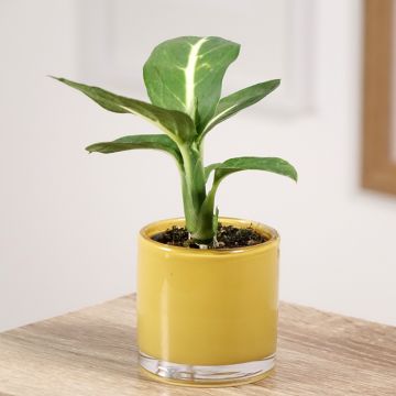 Dieffenbachia Sterling - Domme riet