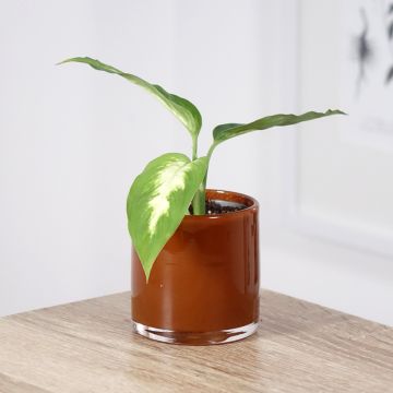 Dieffenbachia Camilla - Domme riet