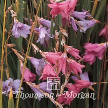 Dierama T&M Species Mixed (zaad) - Engelenhengel