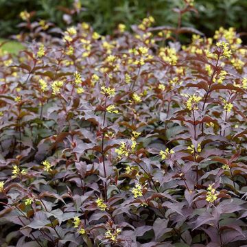 Diervilla rivularis Troja Black - Amerikaanse weigelia