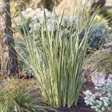 Dietes bicolor Milky Way - Afrikaanse iris