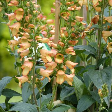 Digitalis Illumination Apricot - Vingerhoedskruid