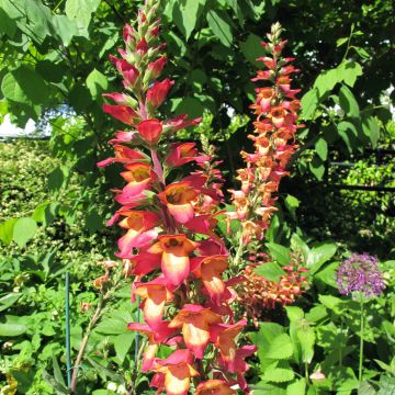 Digitalis Illumination Flame - Vingerhoedskruid