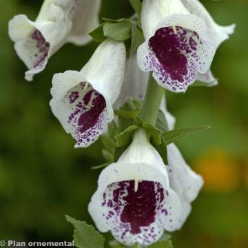 Digitalis purpurea Pam's Choice - Vingerhoedskruid