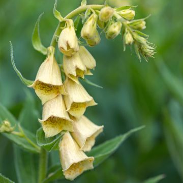 Digitalis grandiflora - Geel vingerhoedskruid