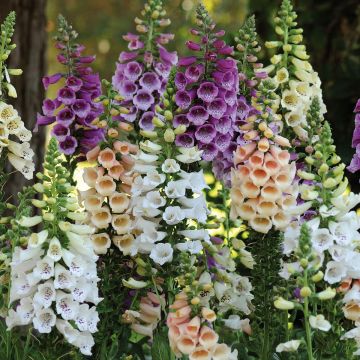 Digitalis Dalmatian - Vingerhoedskruid