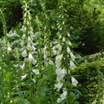 Digitalis purpurea Alba - Vingerhoedskruid
