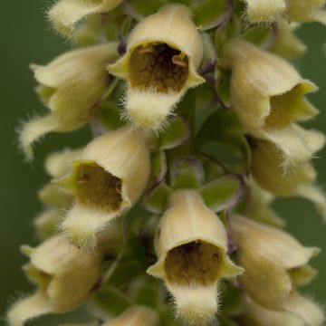 Digitalis ferruginea Gigantea - Vingerhoedskruid