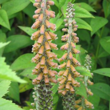 Digitalis parviflora - Vingerhoedskruid