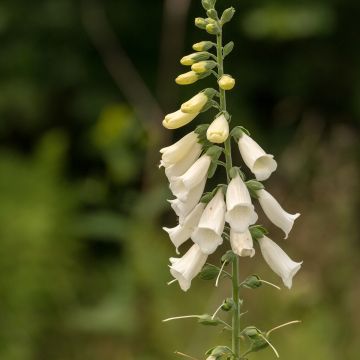 Digitalis purpurea Alba - Vingerhoedskruid