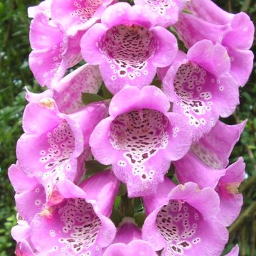 Digitalis purpurea nevadensis - Vingerhoedskruid