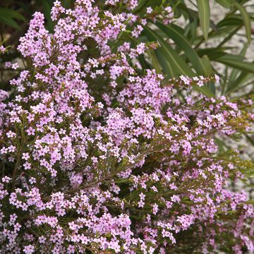 Diosma Pink Diamond - Confettistruik