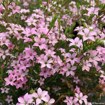 Diosma Pink Diamond - Confettistruik