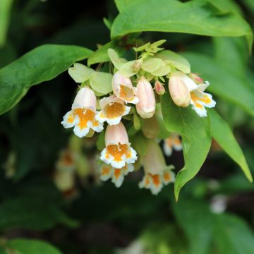 Dipelta yunnanensis - Dipelta du Yunnan