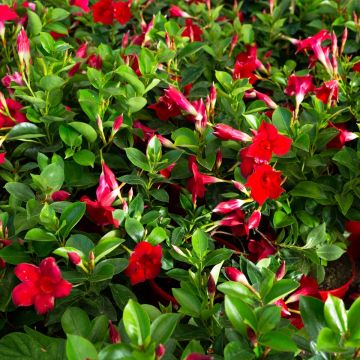 Dipladenia Agate mini Strawberry red - Braziliaanse jasmijn