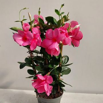 Dipladenia Agate mini Strawberry red - Braziliaanse jasmijn