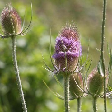 Dipsacus fullonum - Grote kaardebol