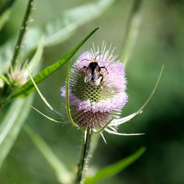 Dipsacus fullonum - Grote kaardebol