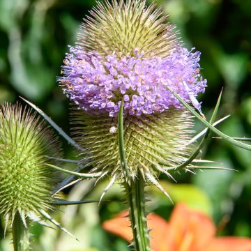 Dipsacus sylvestris BIO (zaad) - Grote kaardebol
