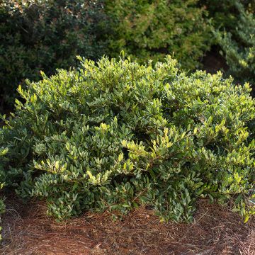 Distylium Swing Low - Winter toverhazelaar