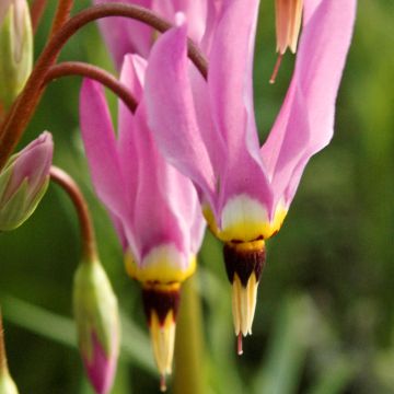 Dodecatheon meadia - Twaalfgodenkruid