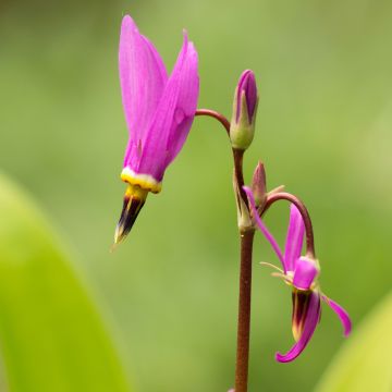 Dodecatheon meadia - Twaalfgodenkruid