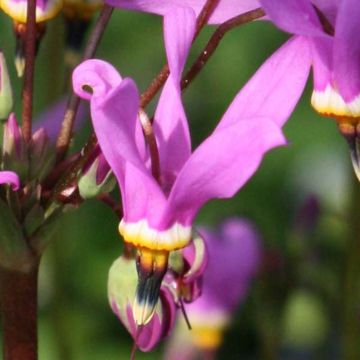 Dodecatheon meadia Queen Victoria - Twaalfgodenkruid