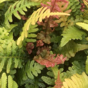 Doodia aspera Rough Ruby - Raspvaren