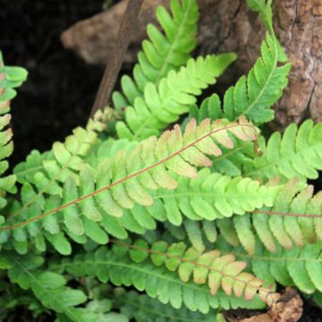 Doodia media - Raspvaren